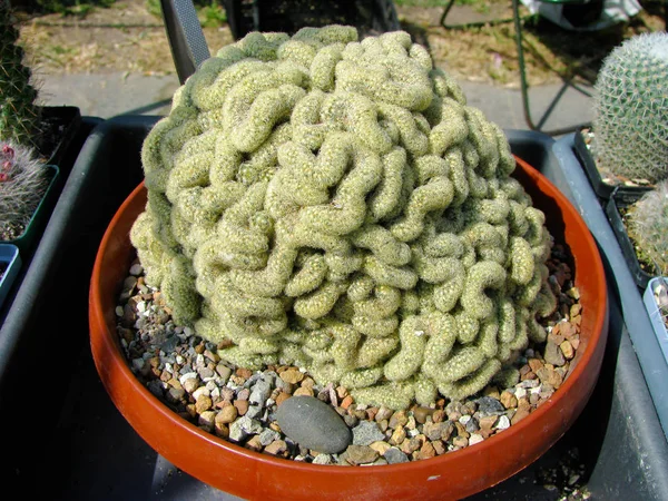 Cactus Mammillaria Elongate Cristate Closeup — Stock Photo, Image