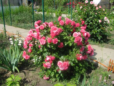 Yazlık ta çay gülü çalısı