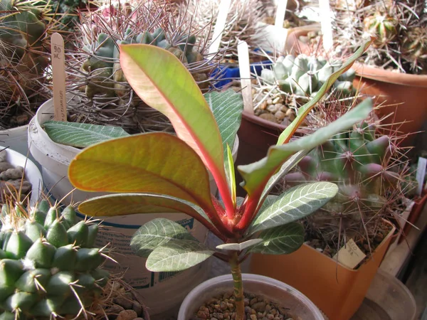 Planta Euphorbia Hoja Blanca Euphorbia Leuconeura Colección Con Brotes Jóvenes — Foto de Stock