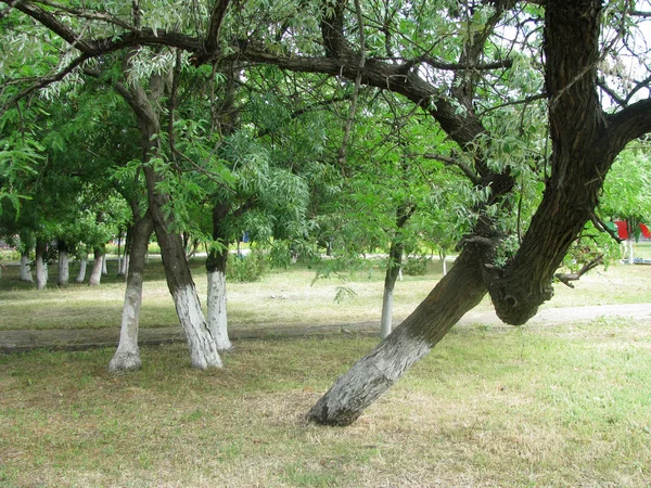 Parkta Kavisli Bir Gövde Ile Willow — Stok fotoğraf