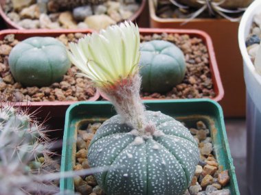 Astrophytum Asterias kaktüs çiçekleri, sulu bir koleksiyon arasında, yakın çekim