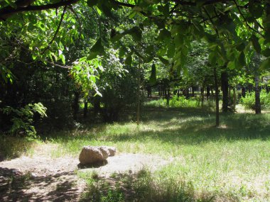 Çim, eski park masif güneş tarafından aydınlatılmış
