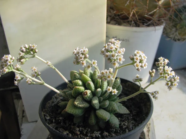 Plant Krassula Ausienzis Clusters Flowers Macro Photography Detail — Stock Photo, Image