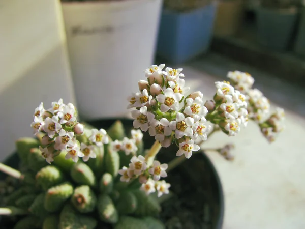 Plantas Flores Crassula Ausienzis Mediante Inspeção Mais Próxima Detalhe — Fotografia de Stock