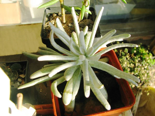 Planta Suculenta Cephalophyllum Alstonii Joven Creciente Macro Detalle — Foto de Stock