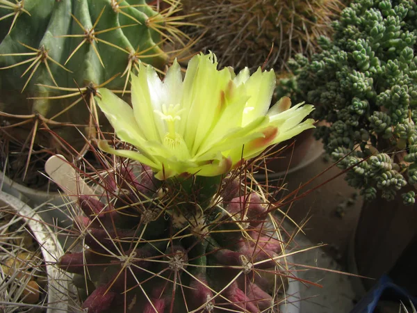 Цветущий Кактус Hamatocactus Longihamatus Коллекции Соков Крупным Планом — стоковое фото