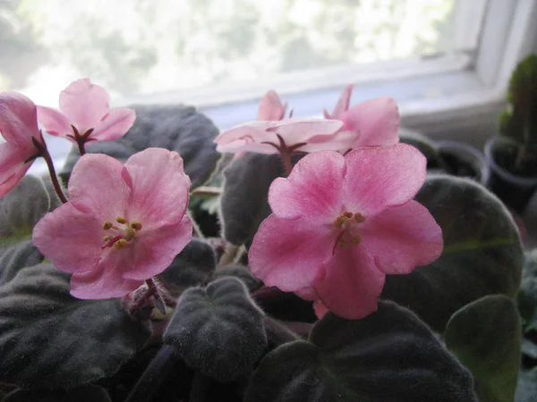 Blossom Uzambara Violet Pink Home Collection Closeup — Stock Photo, Image