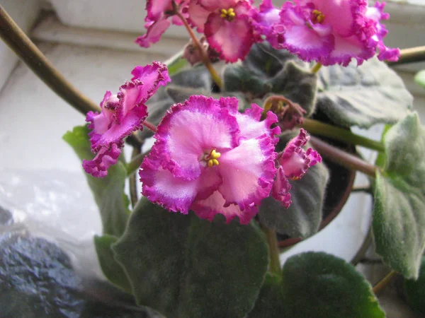 Blooms Plant Lyons Pirates Treasure Violet Terry Close Detail — Stock Photo, Image