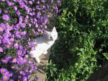 Genç kedi, üreme Norveç Ormanı, çalıların içinde saklanıyor