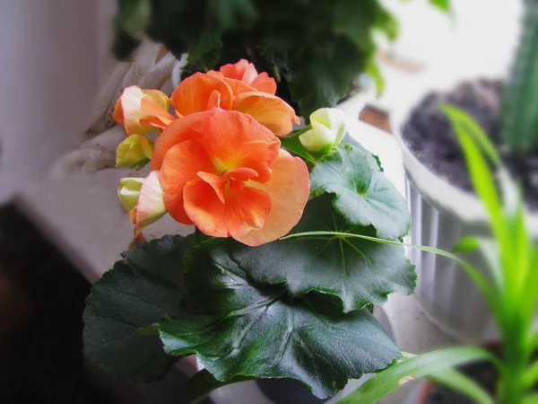 Linda Delicada Rosa Begonia Elatior Flor Decoração Coleção Casa Close — Fotografia de Stock