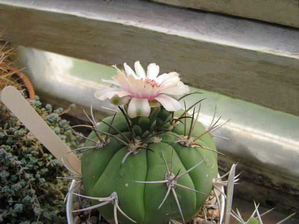 Gymnocalycium Denudatum Plant Nude Beautiful Pink White Flower Close Home — Stock Photo, Image