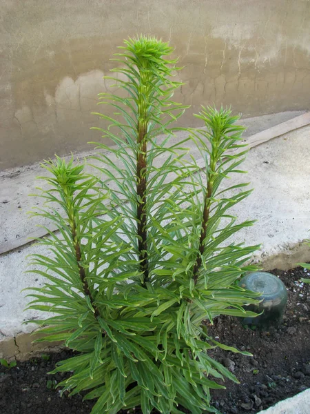 Grassy Tuberous Bulbous Plant Lyatris Spiny Young Sprout Lawn Fresh — Stock Photo, Image