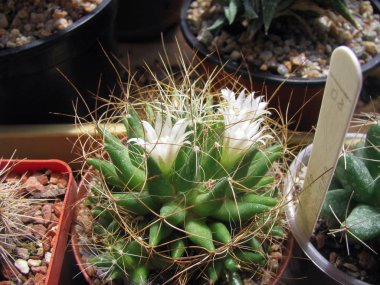 Bitki, kaktüs Dolichothele (Mammillaria) camptotricha, kavisli, beyaz çiçekler, makro fotoğrafçılık