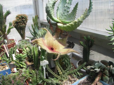 Bitki Stapelia gigantea büyük bir çiçek, sulu koleksiyonu arasında