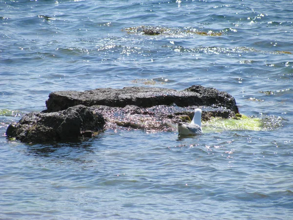 Krim Südküste Eine Möwe Planscht Wasser Neben Einem Großen Stein — Stockfoto