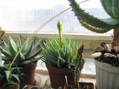 Aloe humilis bitki, bir tomurcuk yayımladı, ev koleksiyonunda çiçekli hazırlanıyor
