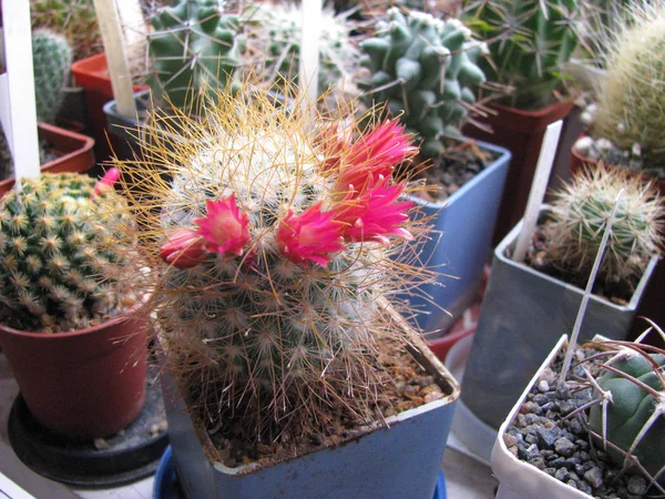Cactus Plant Mammillaria Magnifica Blooms Magnificent Home Collection Close — Stock Photo, Image
