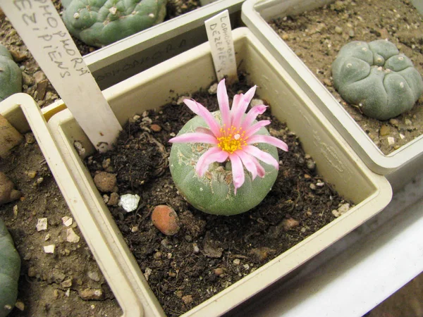 Blühender Lophophora Dezipiens Kaktus Einer Hauskollektion Rosa Und Weiße Blüte — Stockfoto