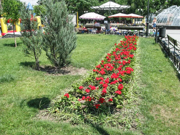 Buskar blommande röda nejlikor på gräsmattan — Stockfoto