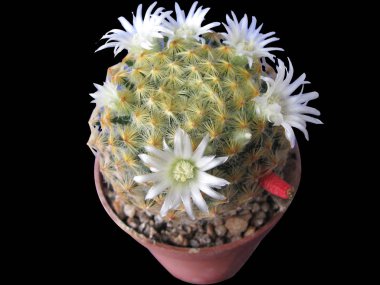 Blooming Kaktüs Mammillaria Schiedeana Closeup Siyah Üzerinde İzole