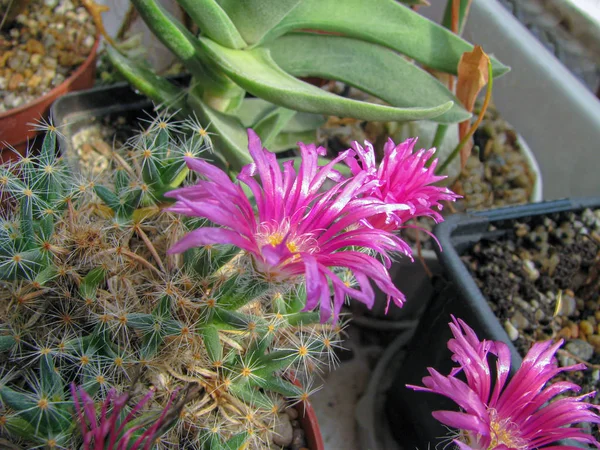 Lussuosa fioritura Trichodeodenum Densum Plant, Close-up — Foto Stock