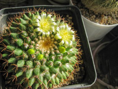 Kaktüs Mammillaria Roseoalba Çiçekleri, Limon Sarı Çiçekler ve Bu