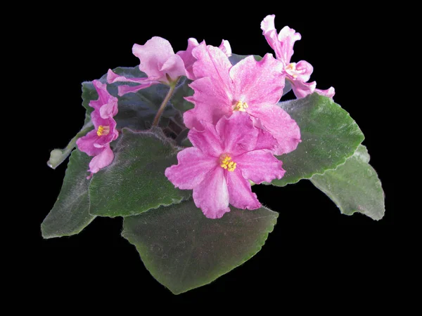 Uzambar Violet Plant Blooms, Closeup, Isolated On Black Backgrou — Stock Photo, Image