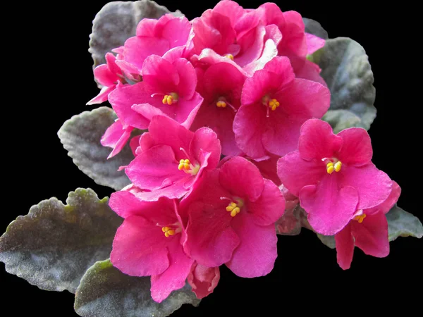 Lush Bouquet Violets Uzambara Pink Isolated On Black Background — Stock Photo, Image