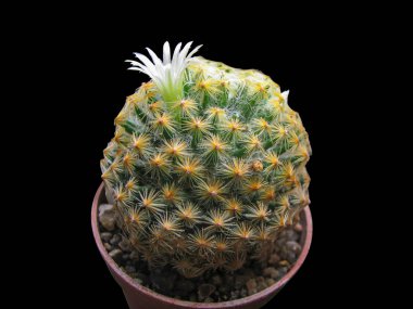 Kaktüs Mammillaria Shiedeana Çiçekleri, Yakın plan, Siyah Üzerinde İzole