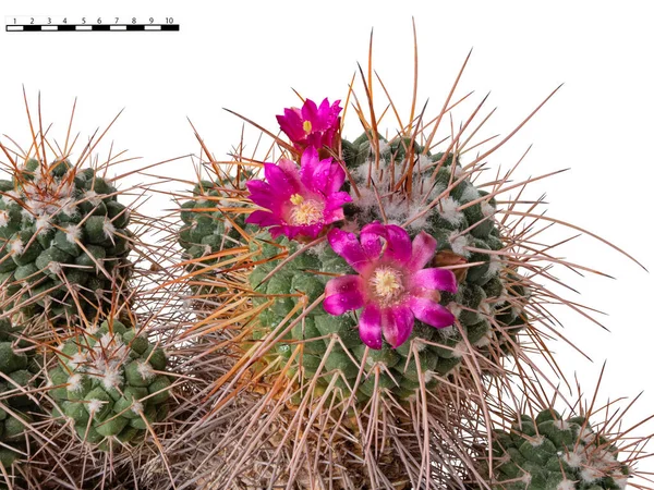 Kaktüs Çiçekleri Mammillaria Kompressası Yaşında Meksika Özgü Beyaz Arka Planda — Stok fotoğraf