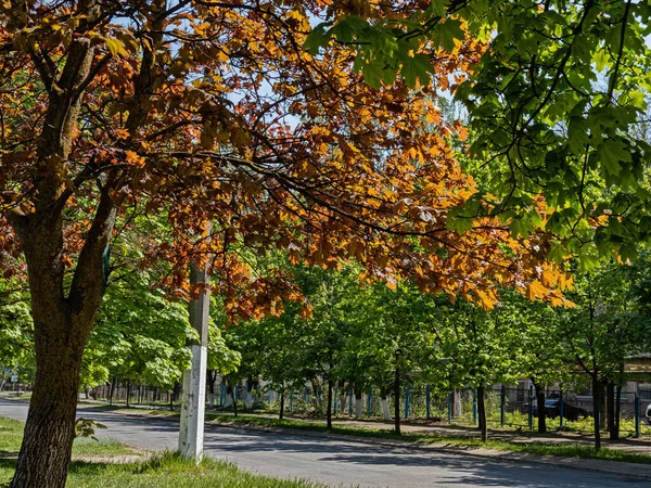 Ung Spring Foliage Golden Maple Sticker Mot Den Allmänna Gröna — Stockfoto