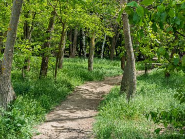 Odessa 'nın Suvorov Bölgesi' nin Park Alanında Koşan Yol Parlak Yaz Güneşi 'nden Aydınlık