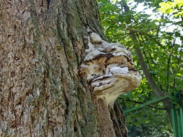 Champignon Chaga Ressemblant Tête Léopard Grandi Sur Tronc Orme Vivace — Photo