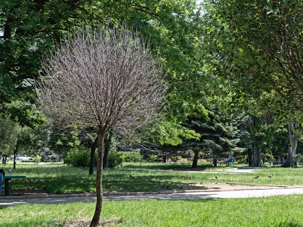 Ein Erstaunlicher Kugelförmiger Baum Der Von Einem Professionellen Trimmer Geformt — Stockfoto