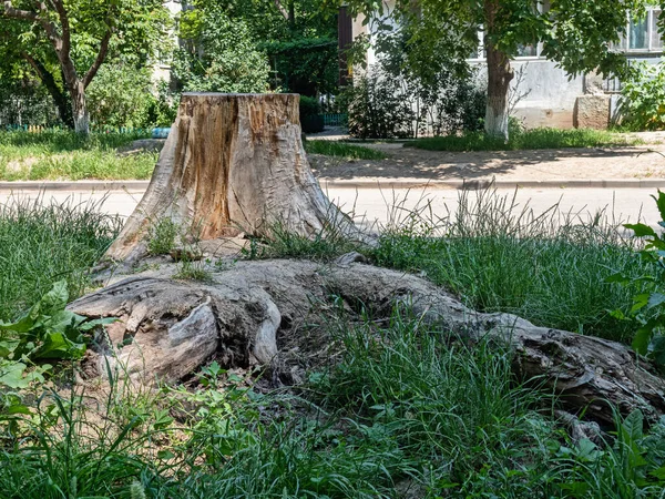 Eski Ağacın Testere Kesiği Nden Yapılmış Bir Kenevir Görünür Güçlü — Stok fotoğraf