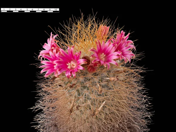 Uma Coroa Flores Vermelho Rosa Adorna Planta Cacto Mammillaria Magnifica — Fotografia de Stock