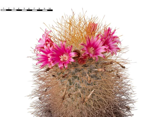 Kırmızı Pembe Çiçekler Çelengi Kaktüs Bitkisi Mammillaria Magnifica Süslüyor Karşılaştırmalı — Stok fotoğraf