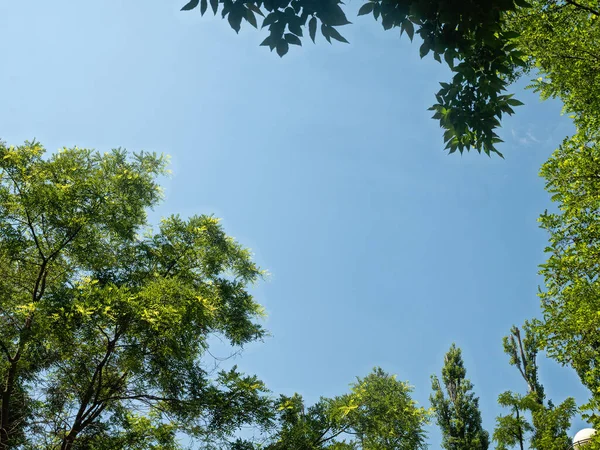 Corone Verdi Acacie Pioppi Formano Semicerchio Sullo Sfondo Cielo Blu — Foto Stock