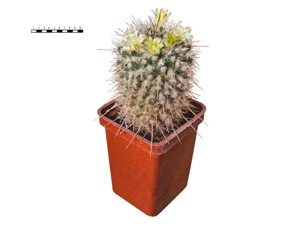 Mammillaria Nejapensis Florece Con Flores Ligeras Limón Gobernante Comparativo Mide — Foto de Stock