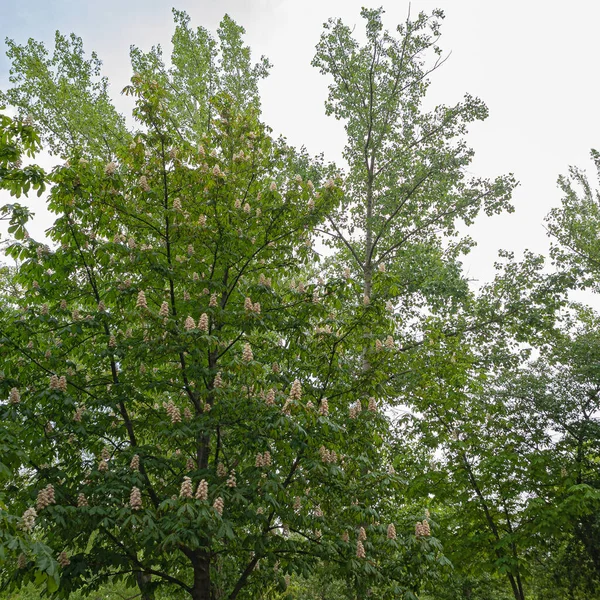Kvetoucí Kaštanový Strom Zdoben Podivuhodnou Růžovou Bílou Svislou Zářivkou Populární — Stock fotografie