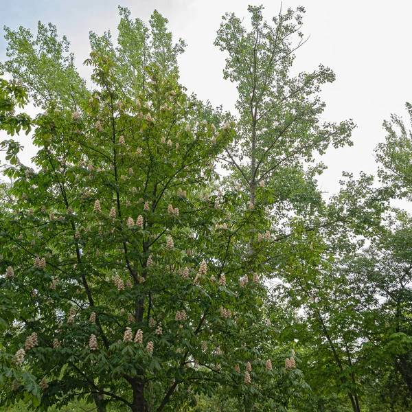 Châtaignier Fleurs Est Décoré Avec Des Inflorescences Verticales Roses Blanches — Photo