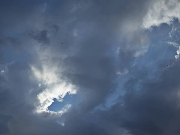 The Pre-Storm Sky Is Covered with Dark Clouds and White Gaps. Birds Are Carried High into The Sky by Powerful Air Currents