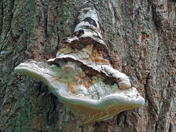 Bir Chaga Mantarı Eski Bir Karaağaç Gövdesinde Büyümüş Bir Şapkadaki — Stok fotoğraf