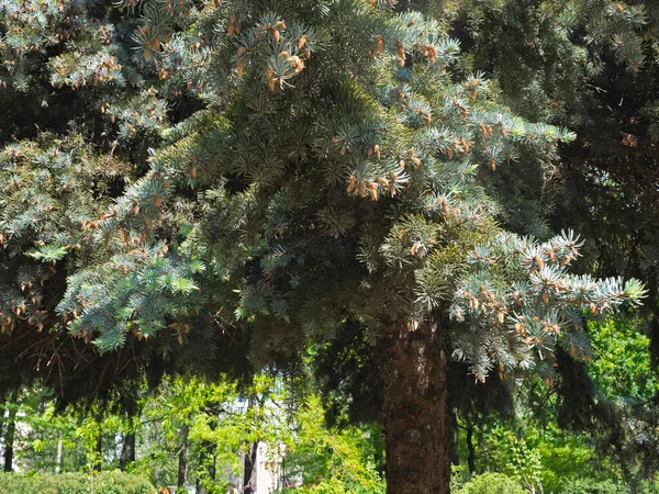 Puszyste Evergreen Gałęzie Niebieskiego Świerku Zdobią Liczne Młode Szyszki — Zdjęcie stockowe