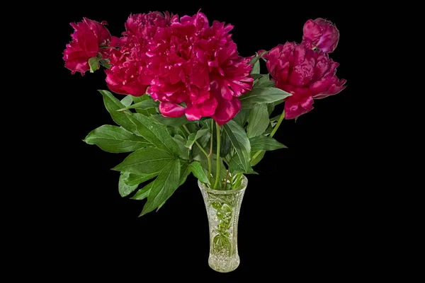 Bouquet Bright Red Peonies Crystal Vase Відокремлені Чорному Фоні — стокове фото