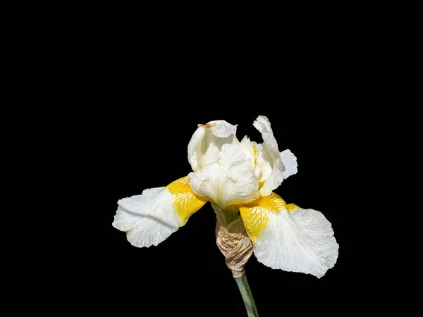爱丽斯的花朵是白色和黄色的 孤立的黑人背景 — 图库照片