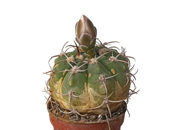 Cactus Gymnocalycium Denudatum Formato Una Gemma Pronto Fiorire Isolato Backgroun — Foto Stock