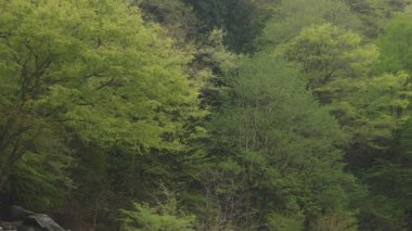 Chichibu, Saitama/Japonya - 17th Nisan 2018: Onun Saitama doğa konum. fotoğraf makinesi: Canon Eos 5d mark4