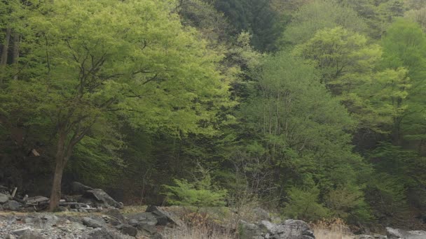 Chichibu Saitama Japonya 17Th Nisan 2018 Onun Saitama Doğa Konum — Stok video