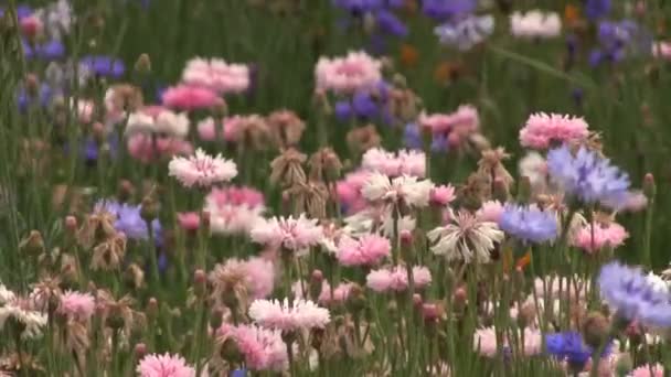 Tachikawa, Tokyo / Japon - 16 juin 2017 : C'est un endroit naturel à Tokyo. appareil photo : Canon EOS 7D 